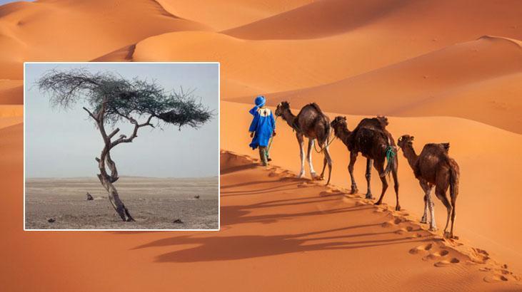 Sahra Çölü'nde 400 yıl yaşadı, hiç solmadı! Bu nasıl mümkün olabilir?